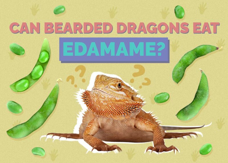 Hepper_Can Bearded Dragons Eat_Edamame