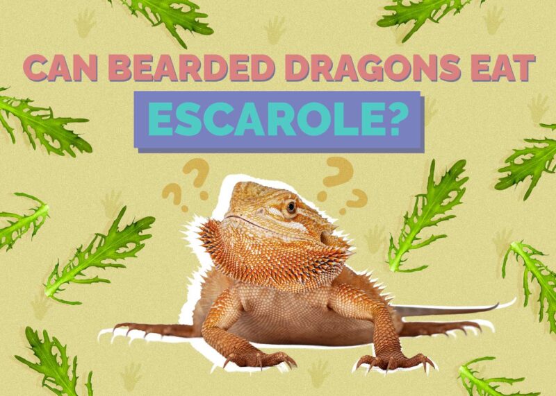 Hepper_Can Bearded Dragons Eat_Escarole