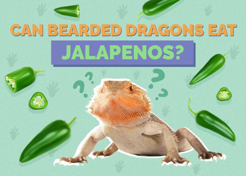 Hepper_Can Bearded Dragons Eat_Jalapenos