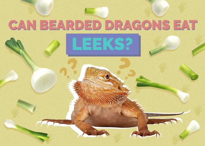 Hepper_Can Bearded Dragons Eat_Leeks