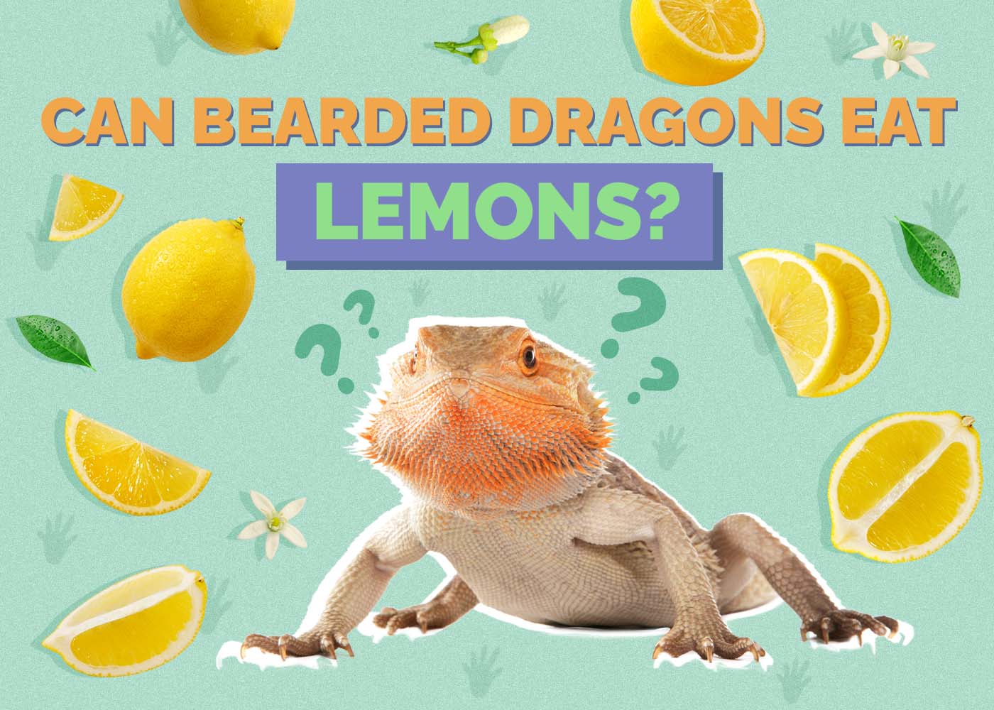 Hepper_Can Bearded Dragons Eat_Lemon