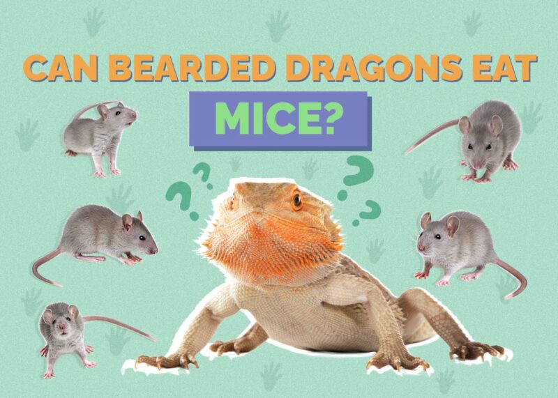 Hepper_Can Bearded Dragons Eat_Mice
