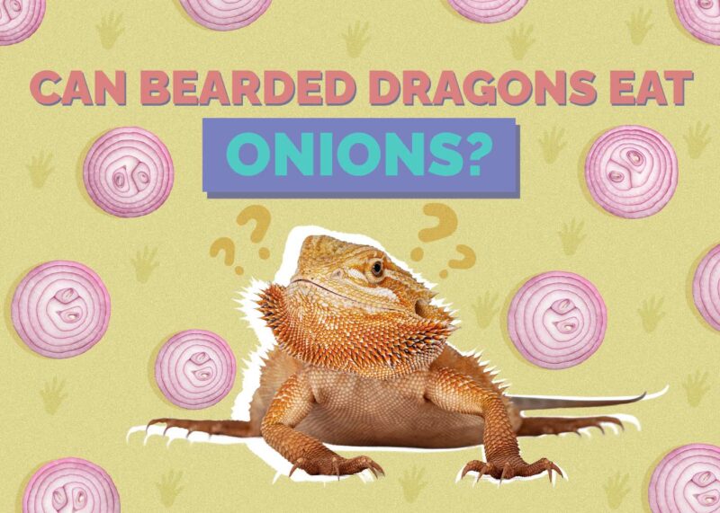 Hepper_Can Bearded Dragons Eat_Onions