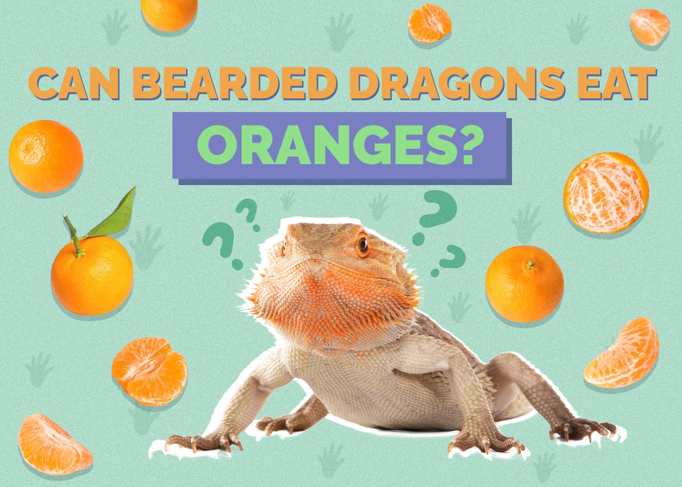 Hepper_Can Bearded Dragons Eat_Oranges