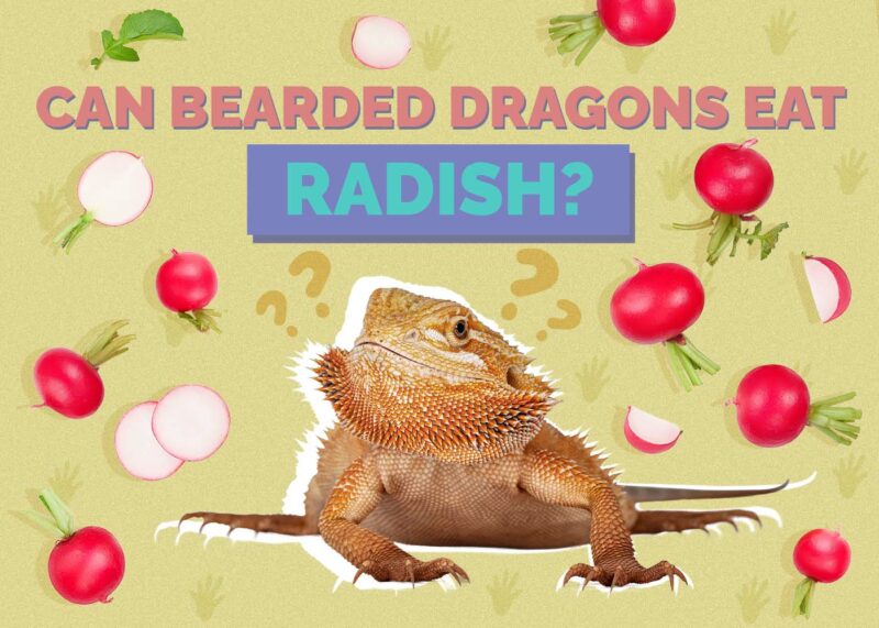 Hepper_Can Bearded Dragons Eat_Radish