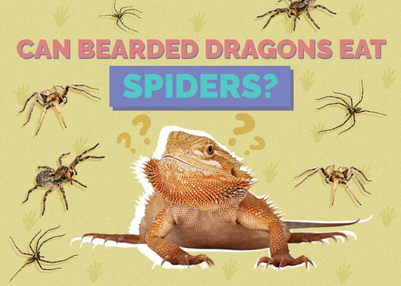 Hepper_Can Bearded Dragons Eat_Spiders