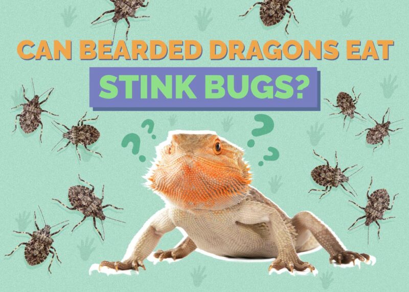 Hepper_Can Bearded Dragons Eat_Stink Bugs