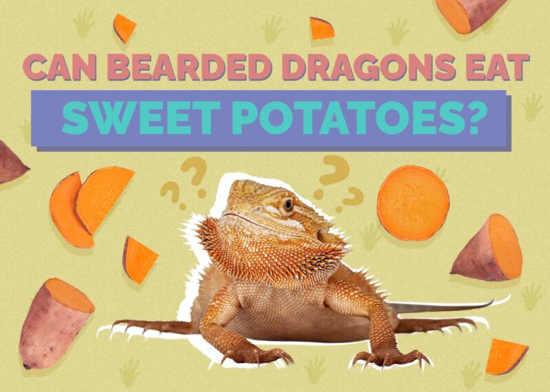Hepper_Can Bearded Dragons Eat_Sweet Potatoes