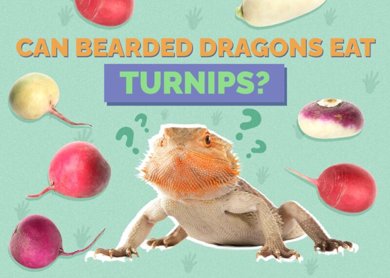 Hepper_Can Bearded Dragons Eat_Turnips