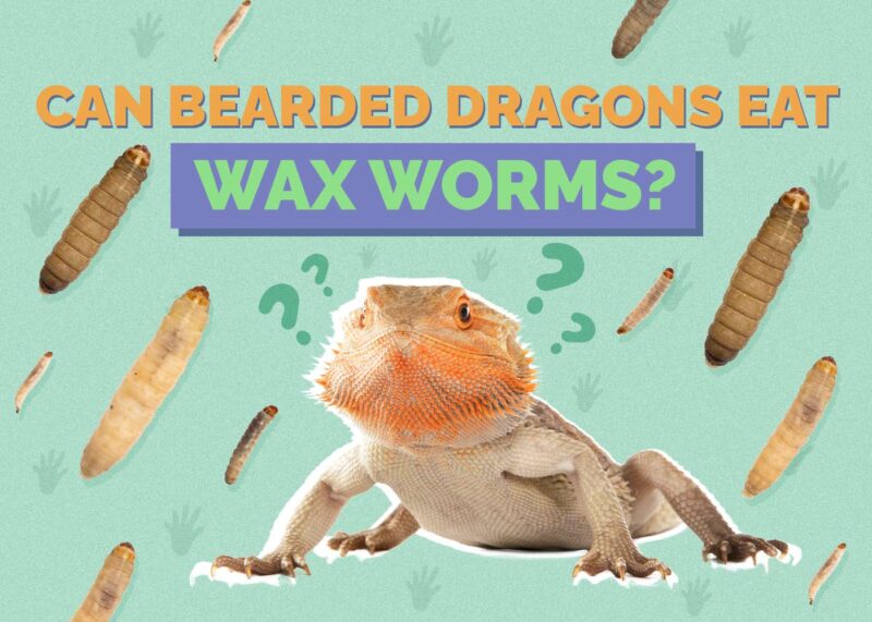 Hepper_Can Bearded Dragons Eat_Wax Worm