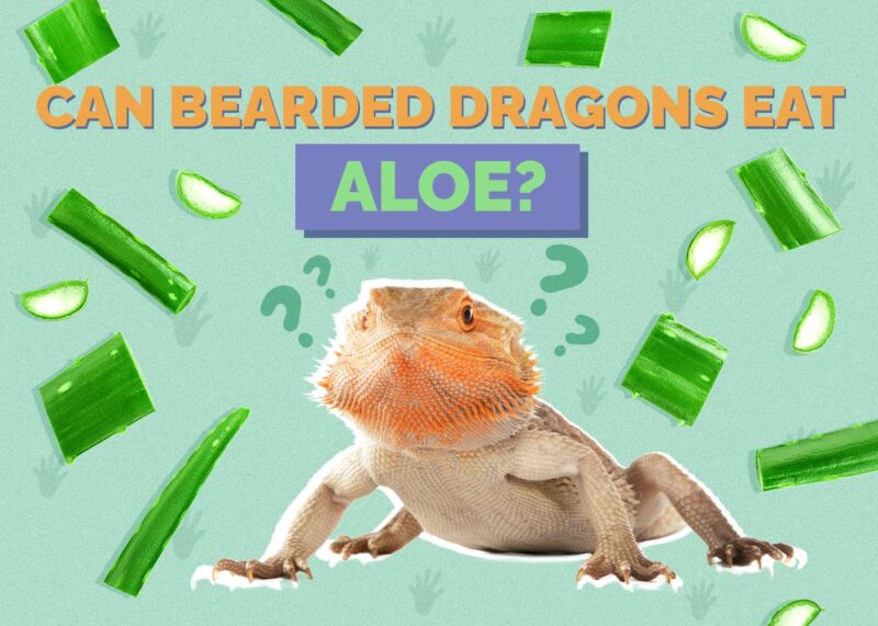 Hepper_Can Bearded Dragons Eat_aloe