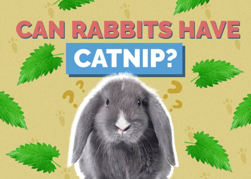 Hepper_Can Rabbits Have_Catnip