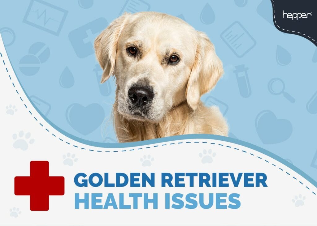 Golden Retriever Health Issues to Watch Out For