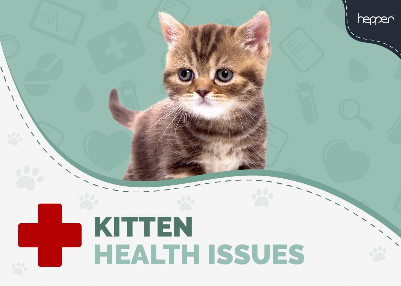 Kitten Health Issues to Look Out For