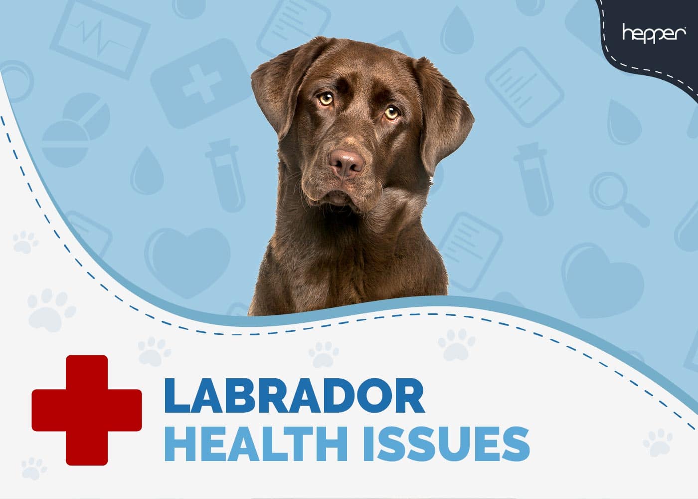 Labrador Health Issues