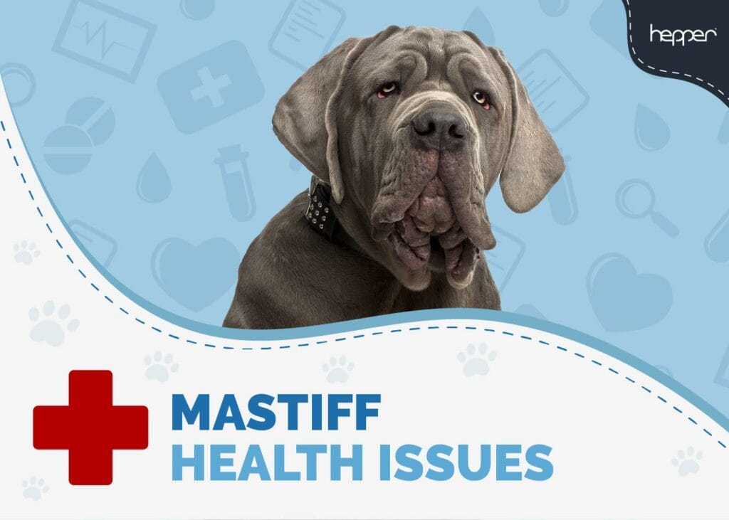 Mastiff Health Issues to Watch Out For