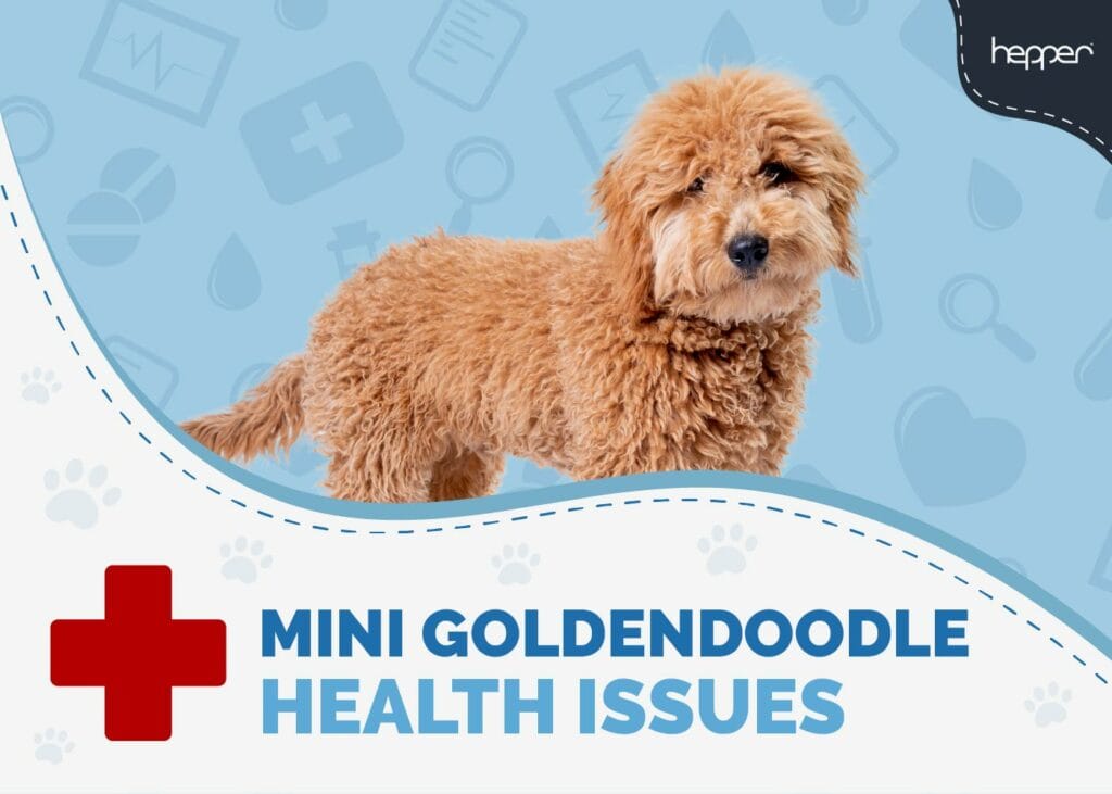 Mini Goldendoodle Health Issues to Watch Out For