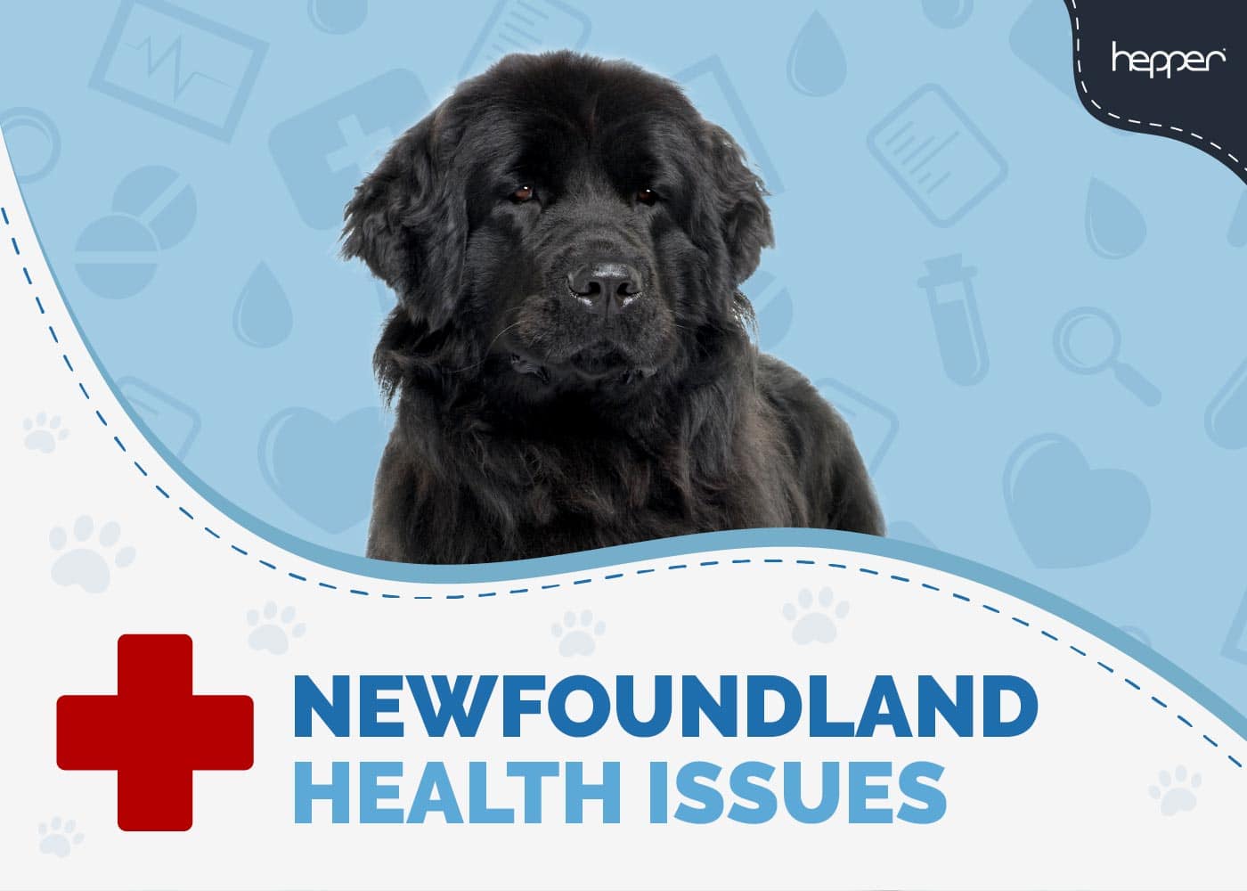 Newfoundland Dog Health Issues