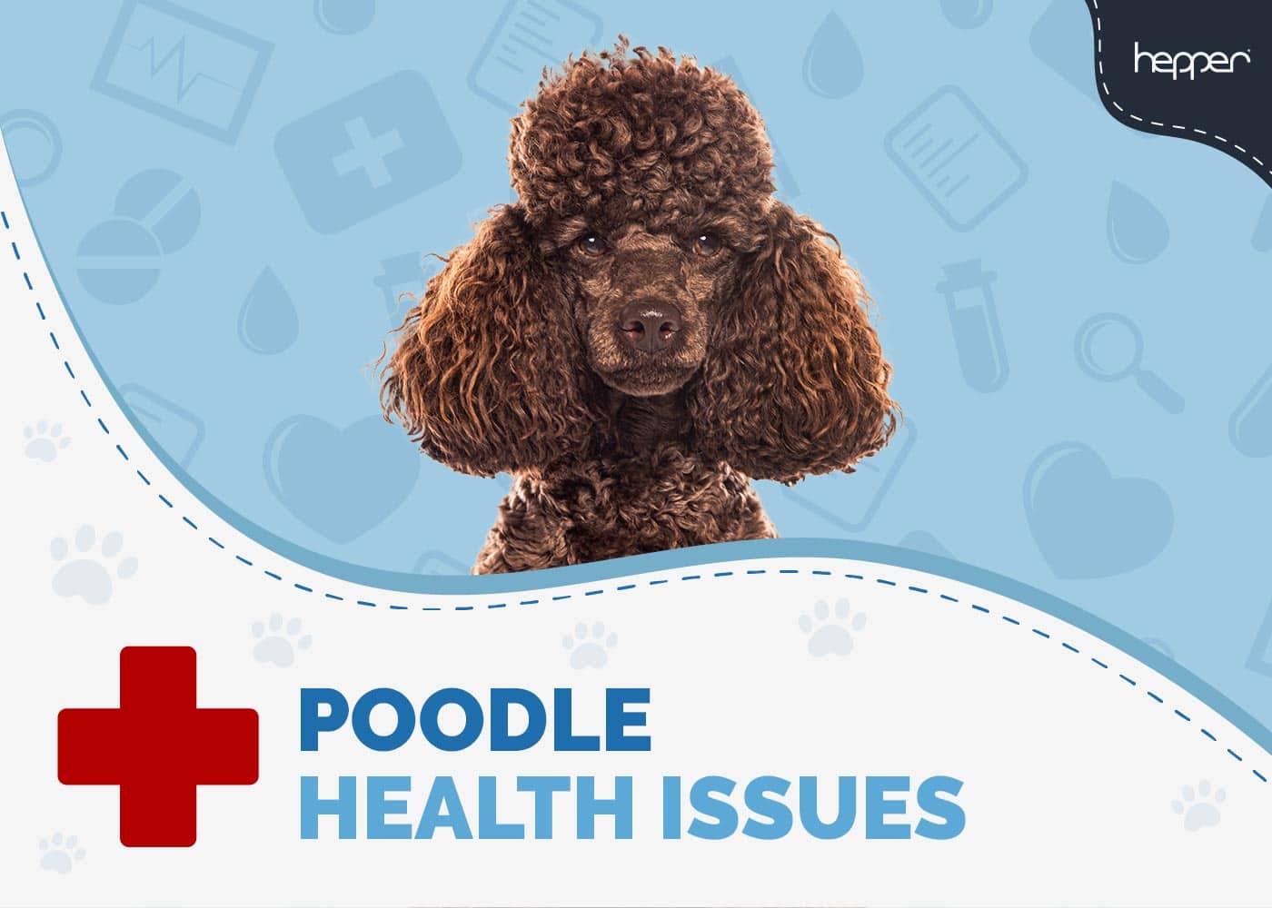 Poodle Health Issues