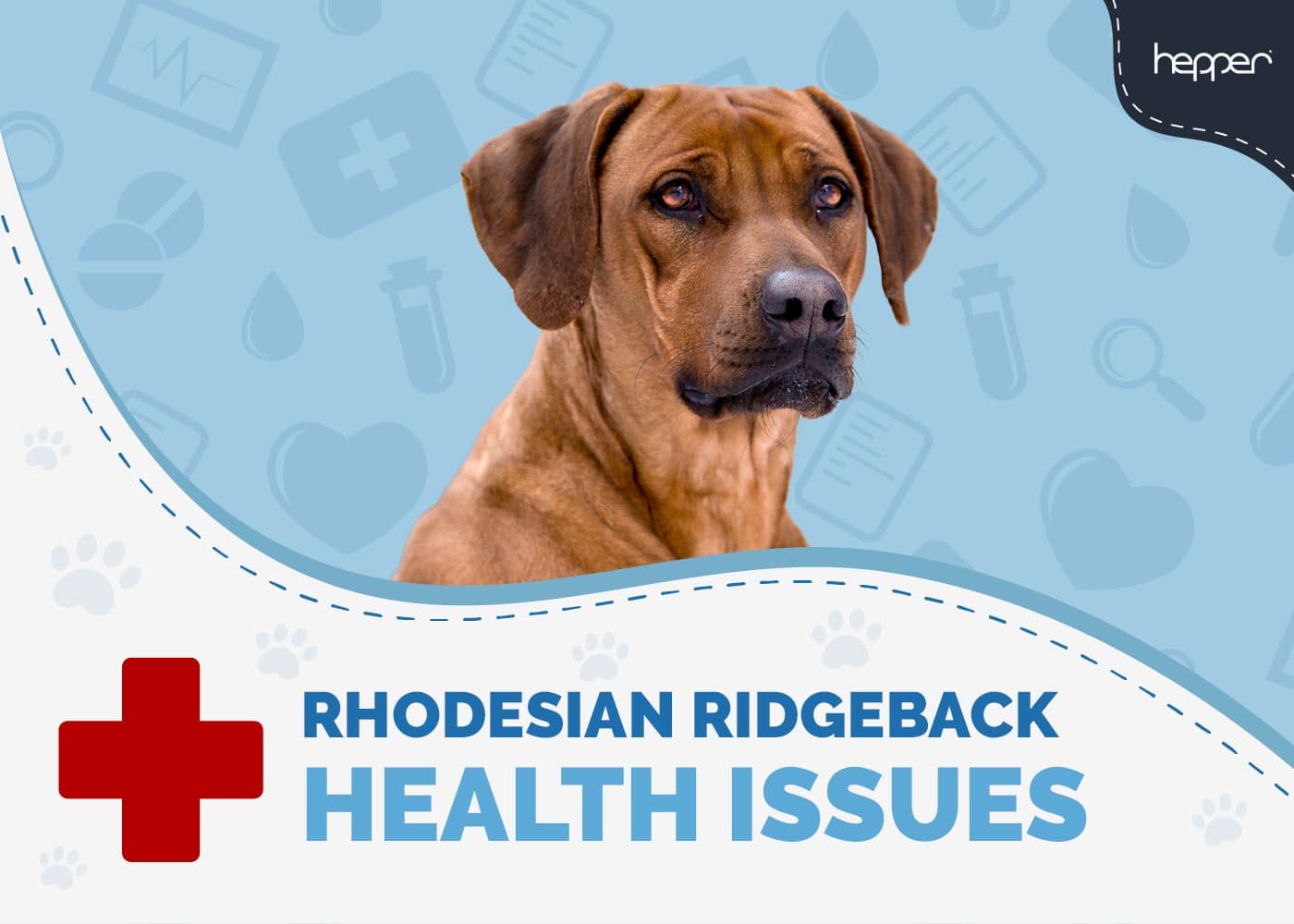 Most Common Vet-Reviewed Rhodesian Ridgeback Health Issues