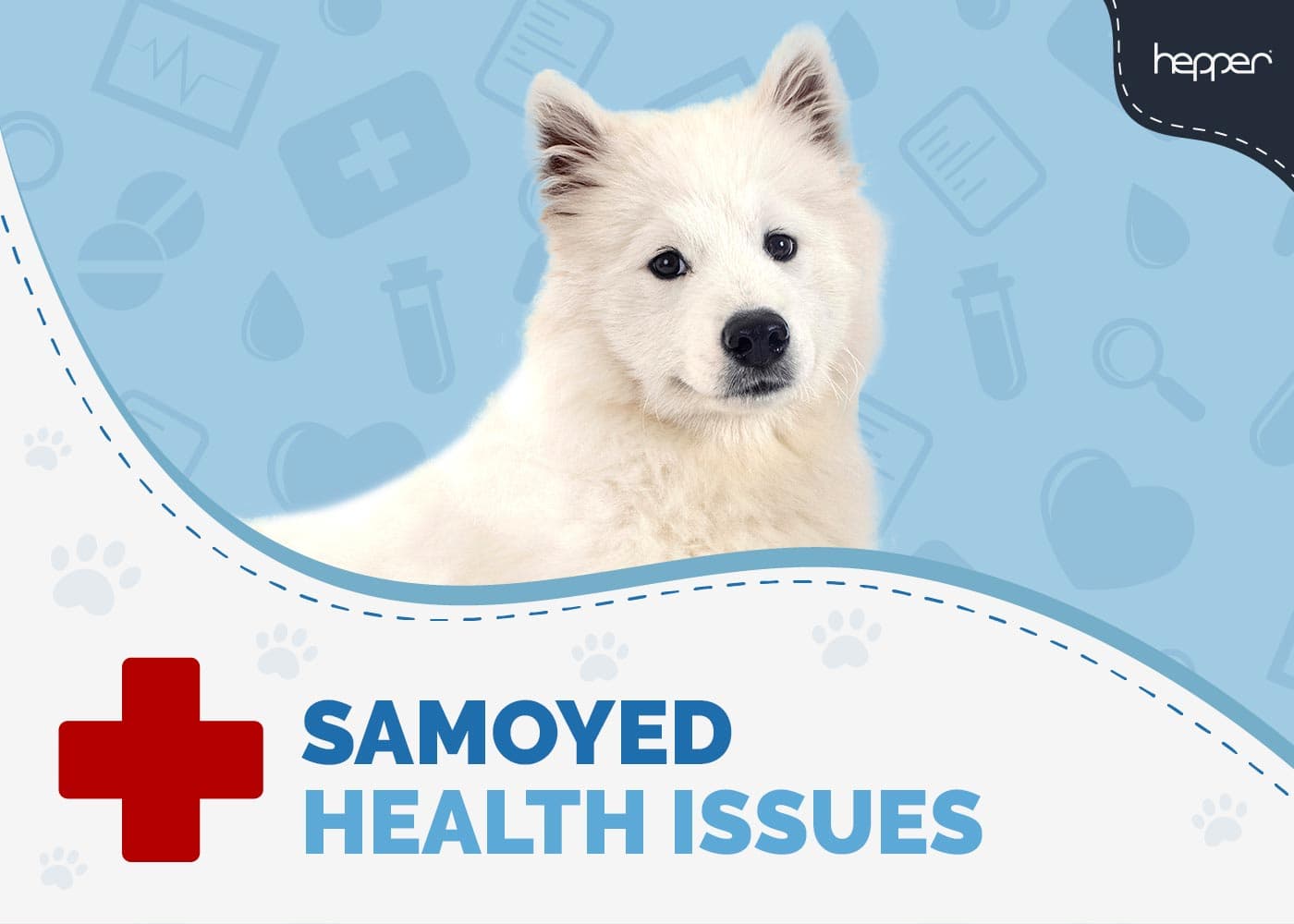 Samoyed Health Issues To Be Aware Of