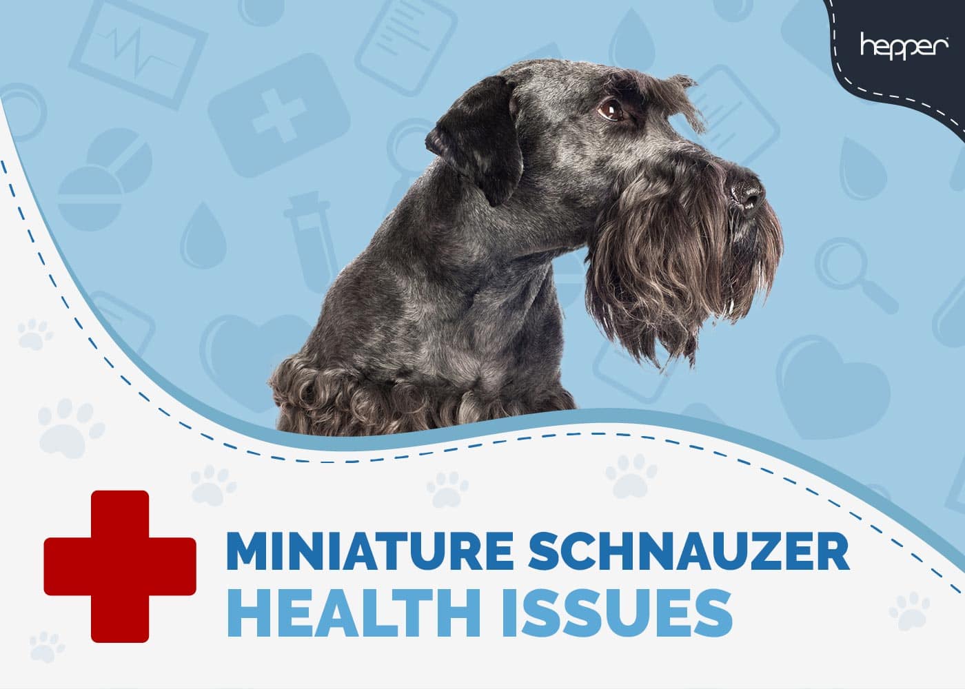 Miniature Schnauzer Health Problems to Watch Out For