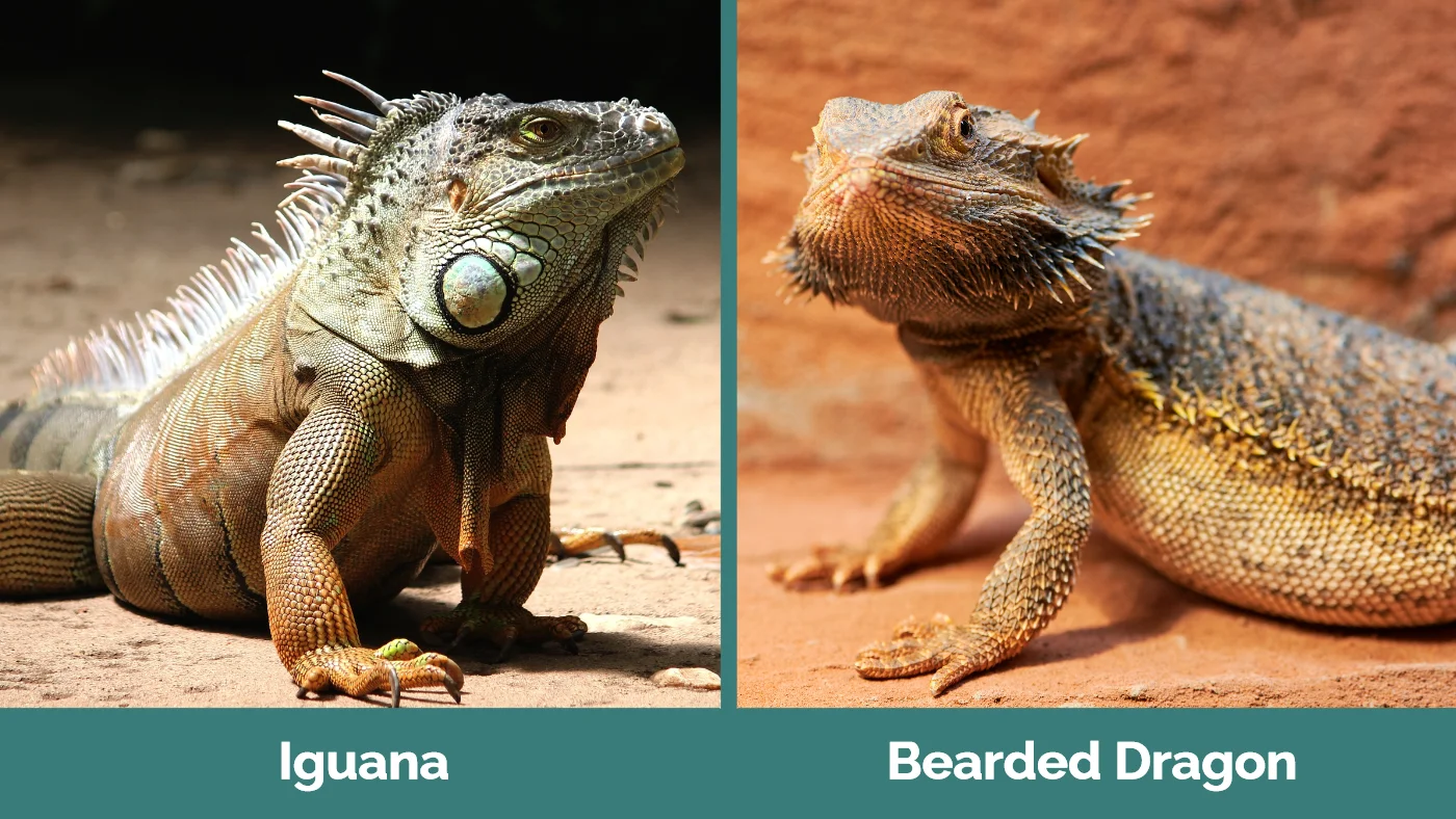 Iguana vs Bearded Dragon - Visual Differences