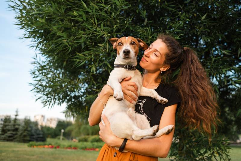 Jack Russell Terrier dog in the park on the street in the arms of woman