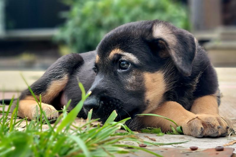 King shepherd puppy relaxing outside