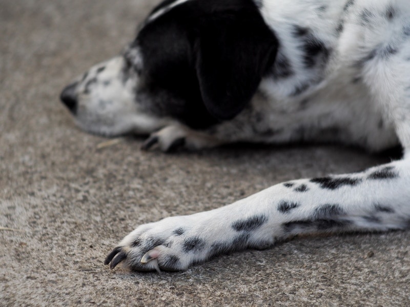 Long-haired Dalmatian lying on the groun