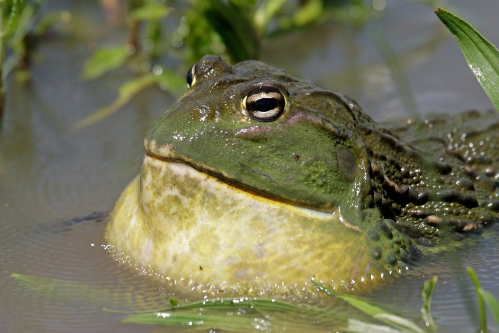 Male African giant bullfrog