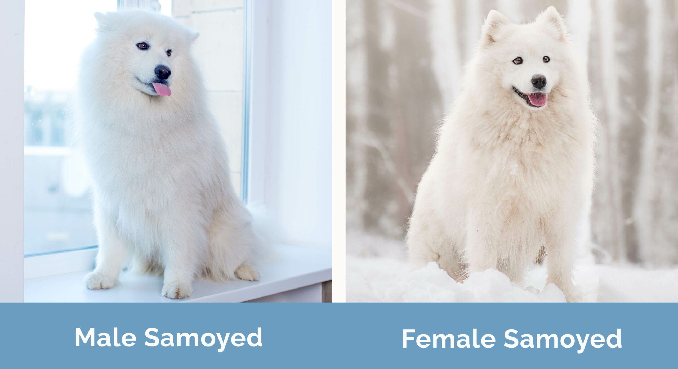 Male vs Female Samoyed side by side
