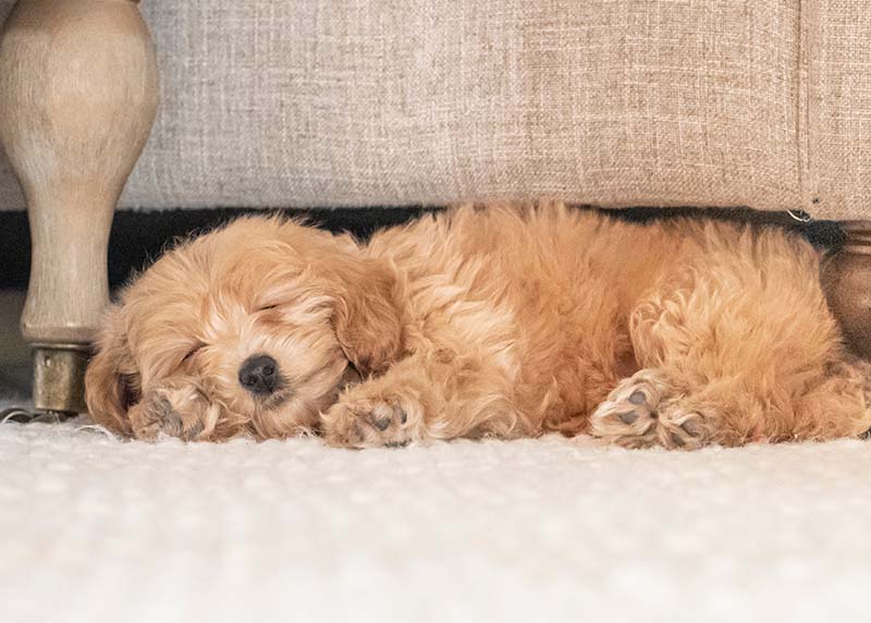 Mini Goldendoodle puppy sleeping on cream rug under beige couch