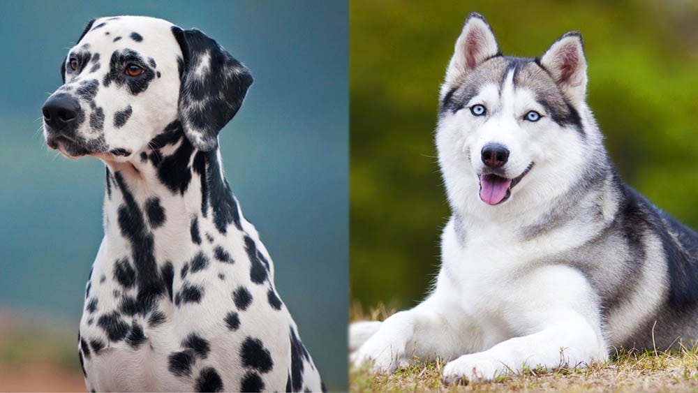 Parent Breeds of Dalusky