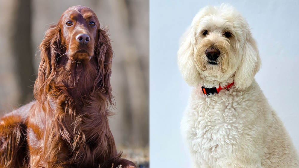 Parent Breeds of Irish Goldendoodle