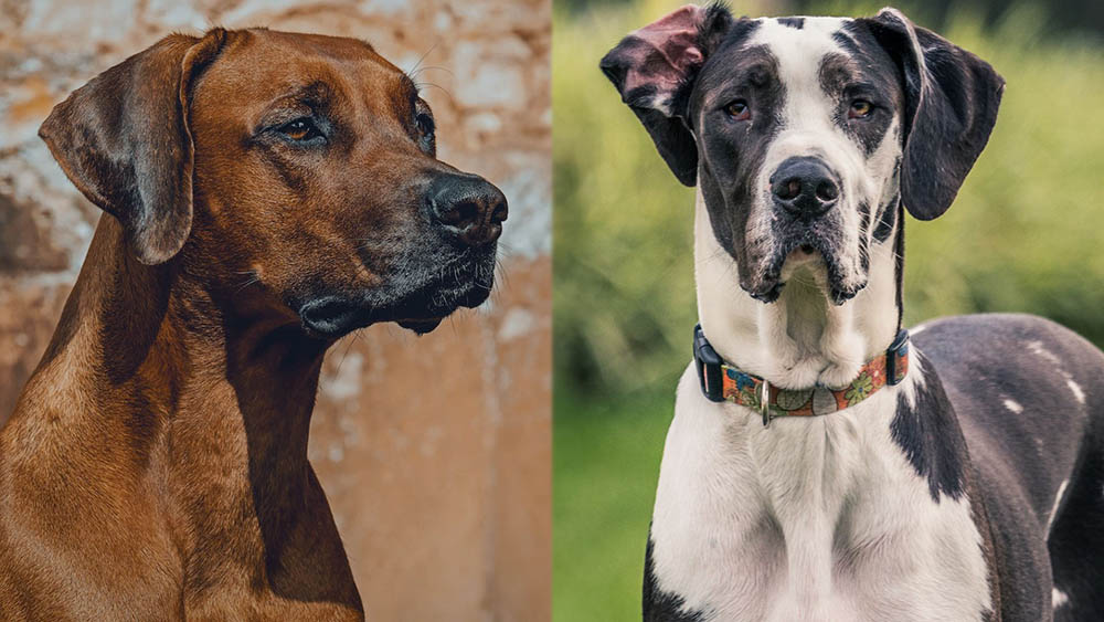 Parent Breeds of Rhodesian Great Dane Mix