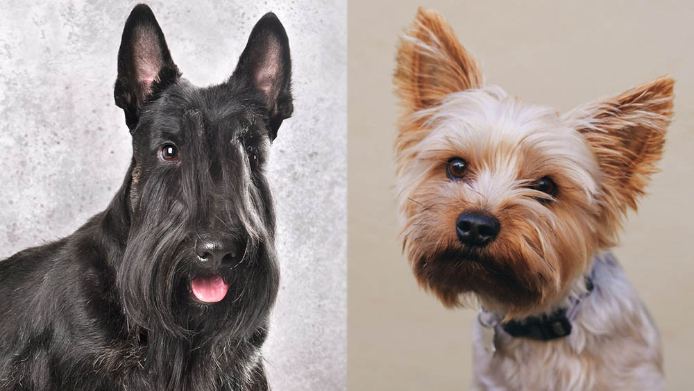 Parent Breeds of Scorkie