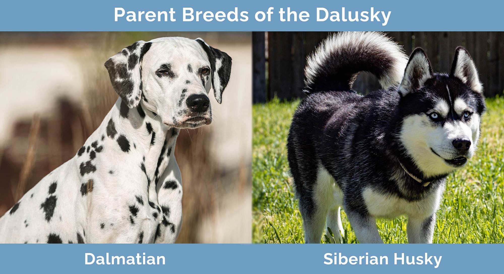 Parent Breeds of the Dalusky