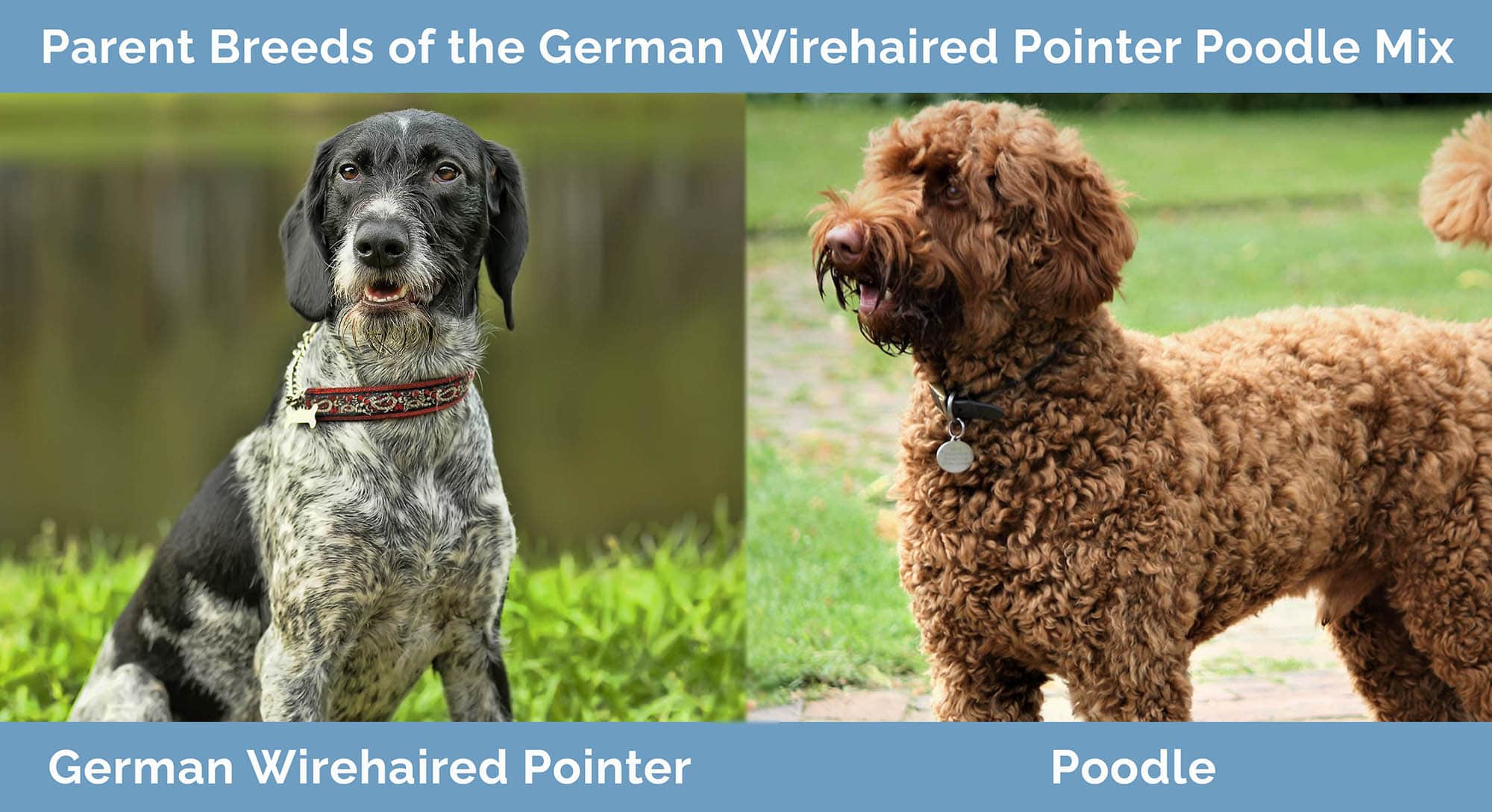 Parent Breeds of the German Wirehaired Pointer Poodle