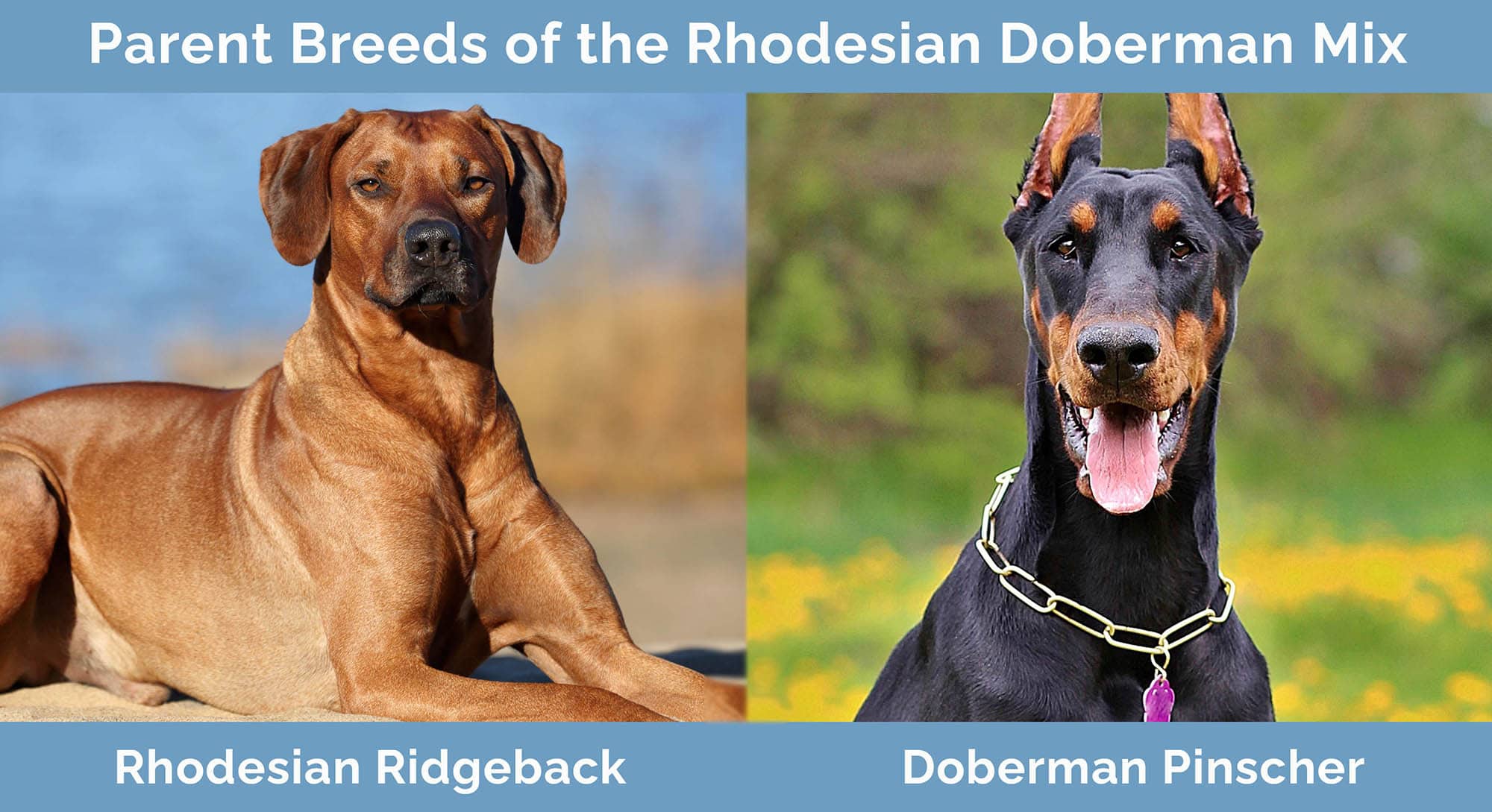 Parent Breeds of the Rhodesian Doberman Mix