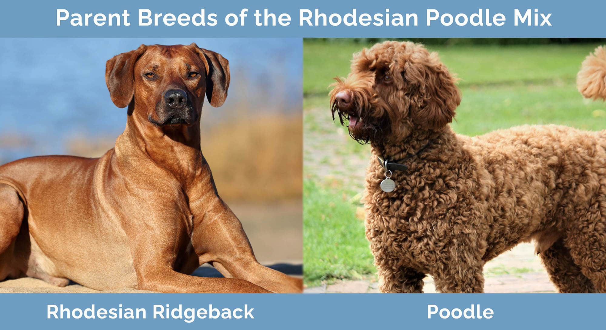 Parent Breeds of the Rhodesian Poodle Mix