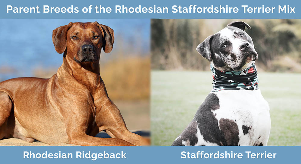 Parent Breeds of the Rhodesian Staffordshire Terrier Mix