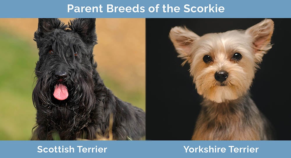 Parent Breeds of the Scorkie
