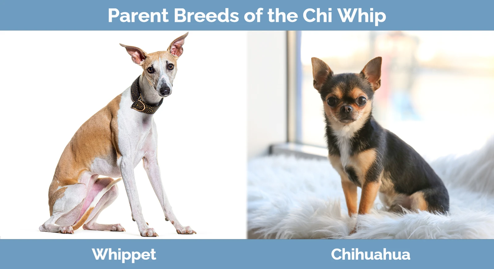 Parent breeds of the Chi Whip