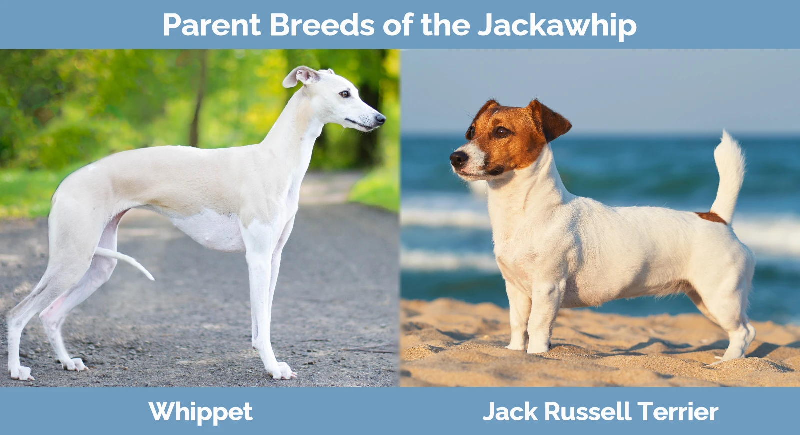 Parent breeds of the Jackawhip