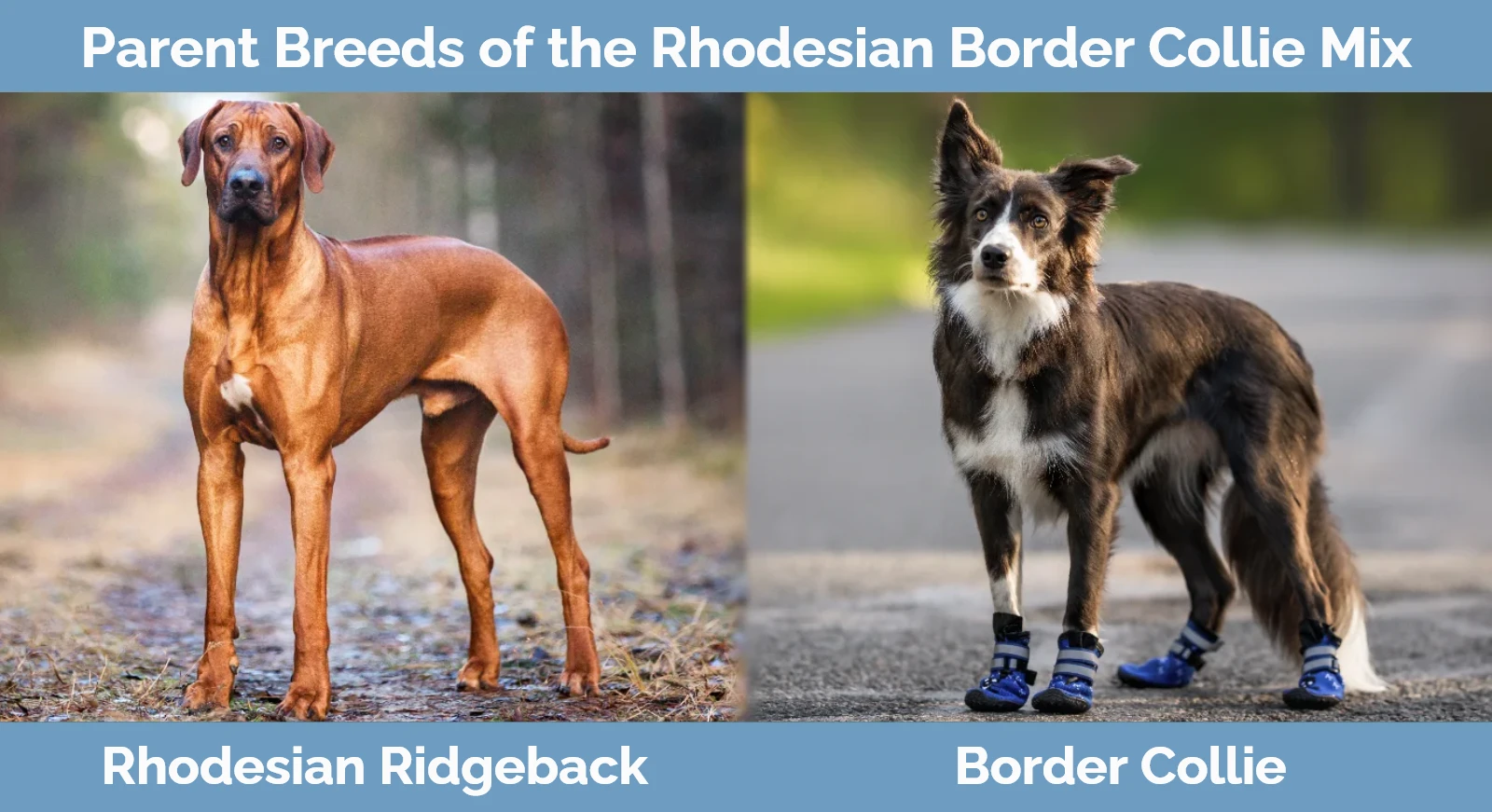 Parent breeds of the Rhodesian Border Collie Mix