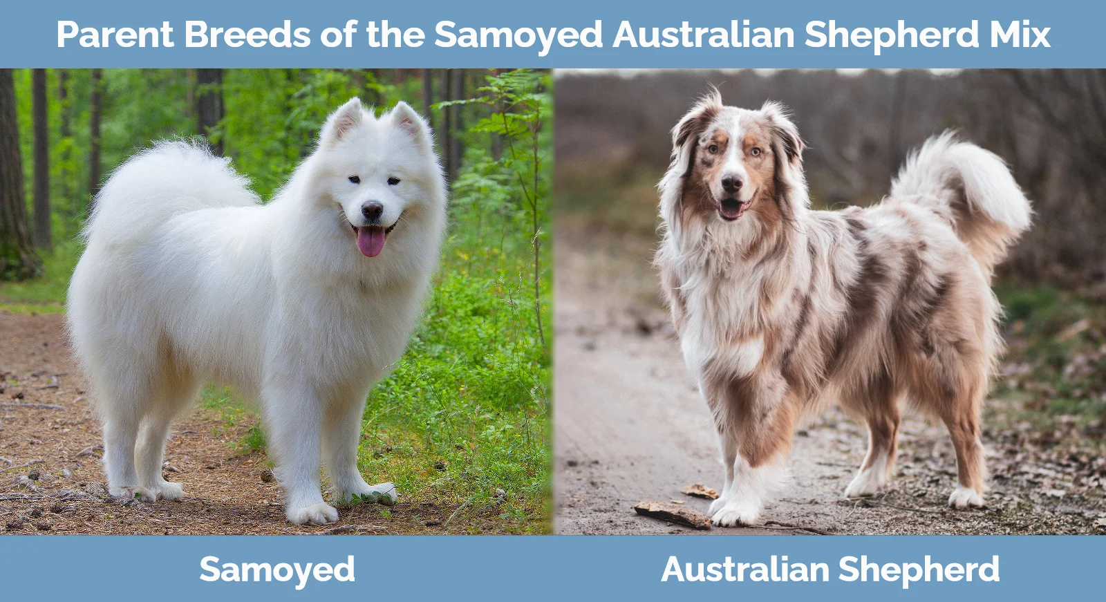 Parent breeds of the Samoyed Australian Shepherd Mix