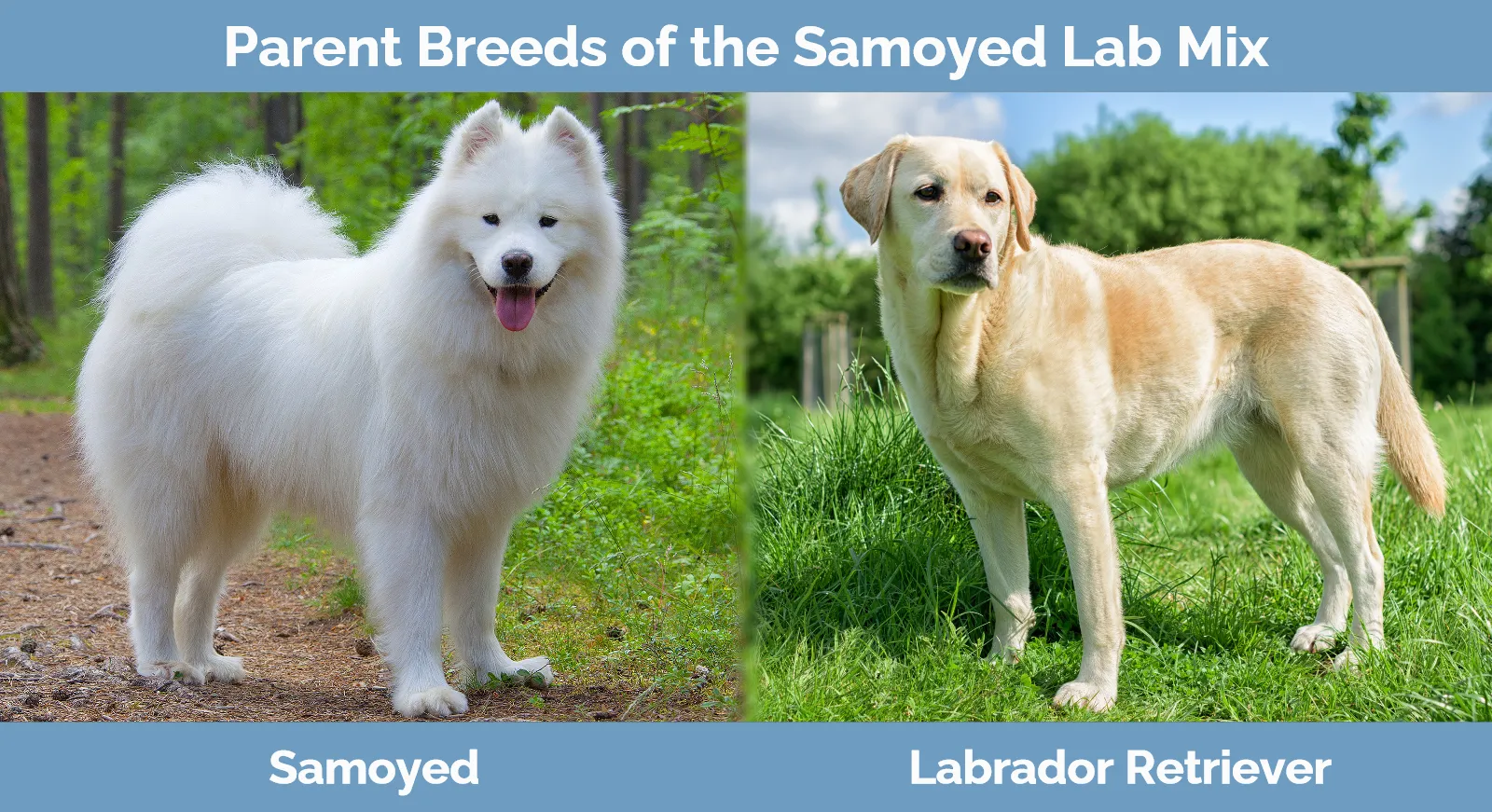 Parent breeds of the Samoyed Lab Mix