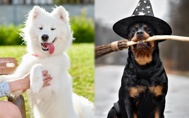 Parent breeds of the Samoyed Rottweiler Mix
