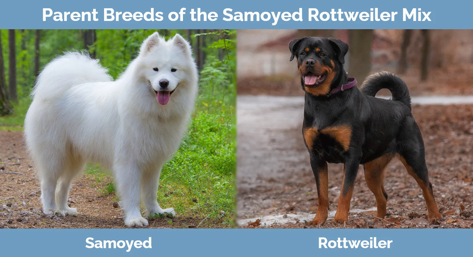 Parent breeds of the Samoyed Rottweiler Mix